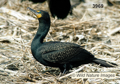 Double-crested Cormorant (Phalacrocorax auritus)